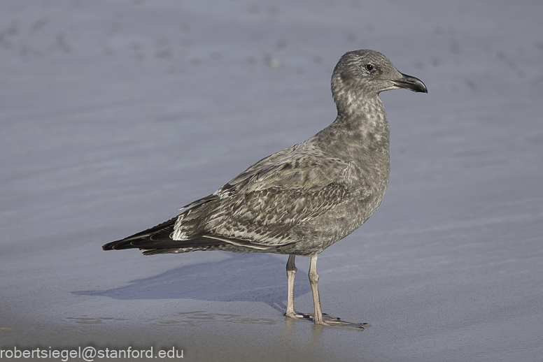 asilomar